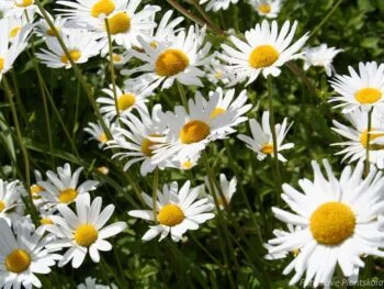 Leucanthemum vulgare 'Majdrottning'