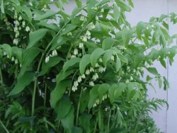 Polygonatum multiflorum