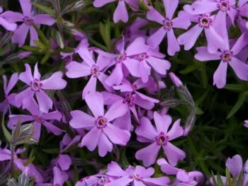 Phlox subulata 'Moerheimii'
