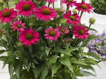 Echinacea 'SunSeekers Magenta'