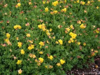 Lotus corniculatus 'Flore Plena'