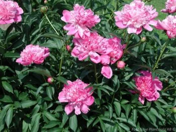 Paeonia lactiflora 'Sarah Bernhardt'
