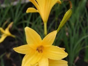 Hemerocallis lilioasphodelus (flava)