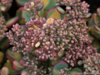 Hylotelephium sieboldii 'Mediovariegatum'
