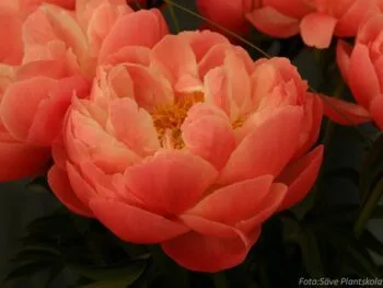 Paeonia lactiflora 'Coral Charm'