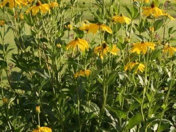 Rudbeckia nitida 'Herbstsonne'