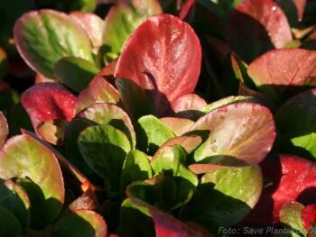 Bergenia 'Baby Doll'