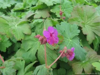Geranium macrorrhizum 'Pastis'