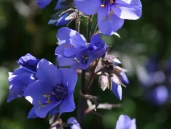 Polemonium yezoense 'Bressingham Purple'