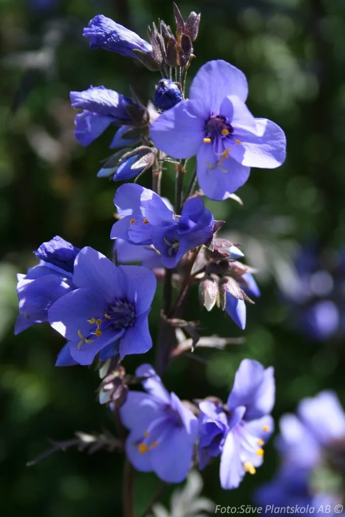 Polemonium yezoense 'Bressingham Purple'