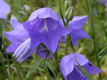 Campanula persicifolia