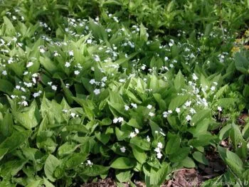 Omphalodes verna 'Alba'