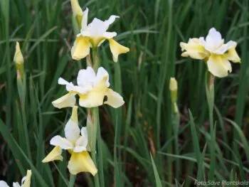 Iris sibirica 'Butter and Sugar'