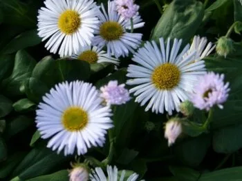 Erigeron glaucus 'Fru Frida Lindström'