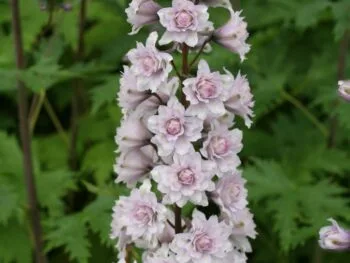 Delphinium Highlander-serien 'Cha-Cha'