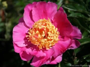 Paeonia lactiflora 'Nymphe'