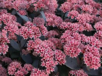 Hylotelephium 'Jose Aubergine'