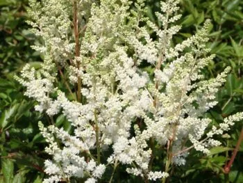 Astilbe arendsii 'Gloria Alba'