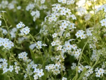 Myosotis scorpioides 'Alba'