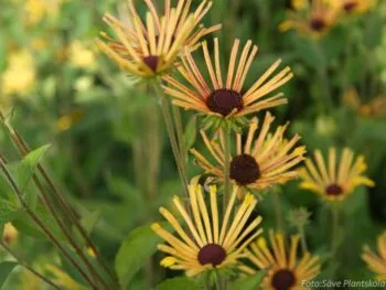 Rudbeckia subtomentosa 'Henry Eilers'