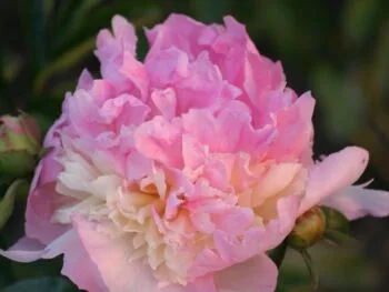 Paeonia lactiflora 'Raspberry Sundae'