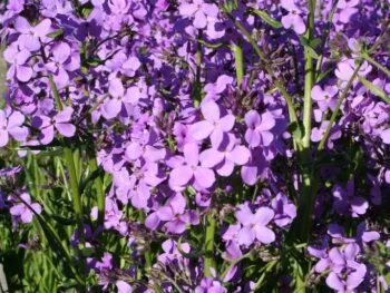 Hesperis matronalis