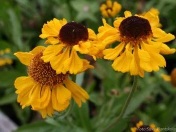 Helenium autumnale 'The Bishop'