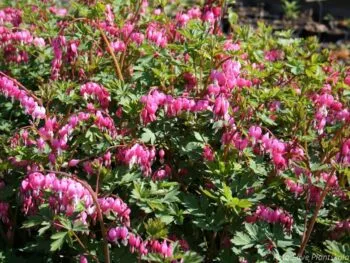 Lamprocapnos (Dicentra) spectabilis