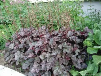 Heuchera 'Silver Scroll'