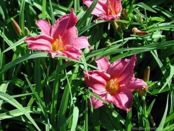 Hemerocallis 'Summer Wine'