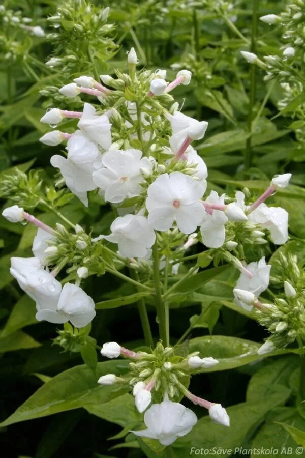 Phlox paniculata 'David'
