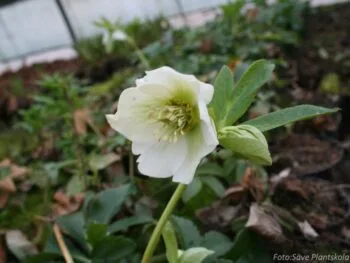 Helleborus orientalist 'White Lady'