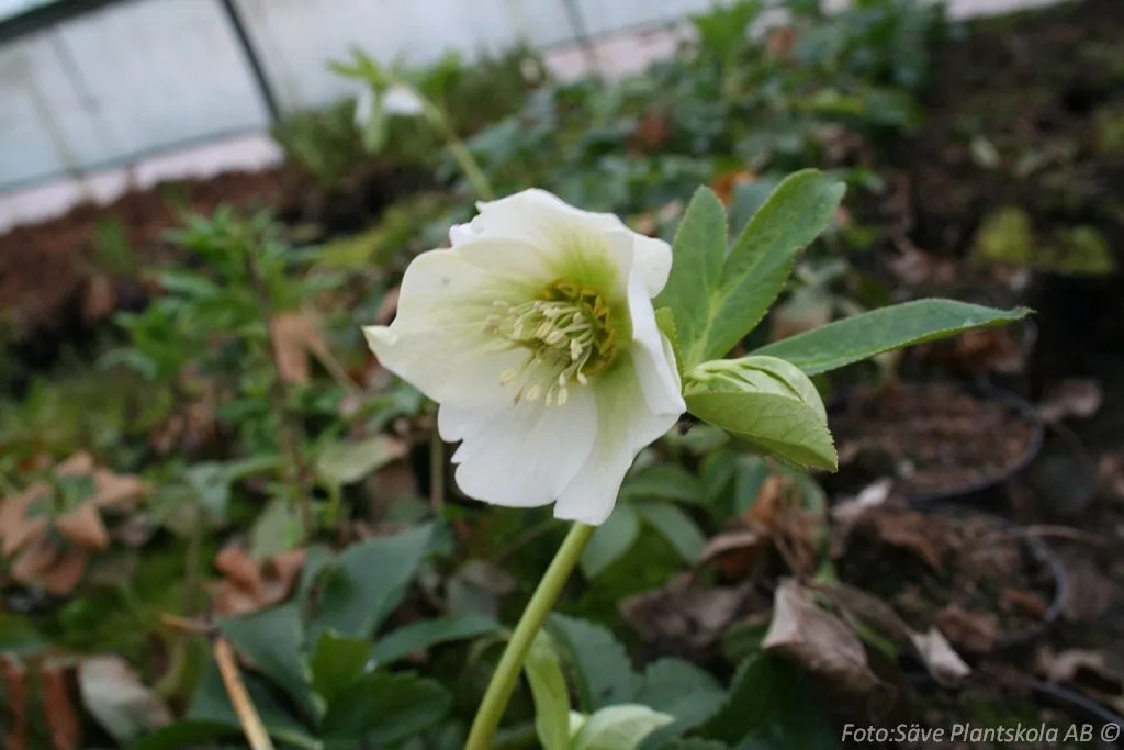 Helleborus orientalist 'White Lady'