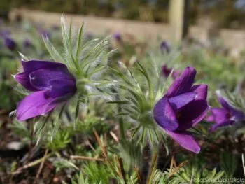 Pulsatilla vulgaris