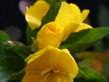 Oenothera fruticosa 'Fyrverkeri'