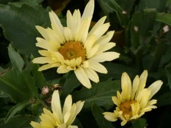 Leucanthemum superbum 'Banana Cream'