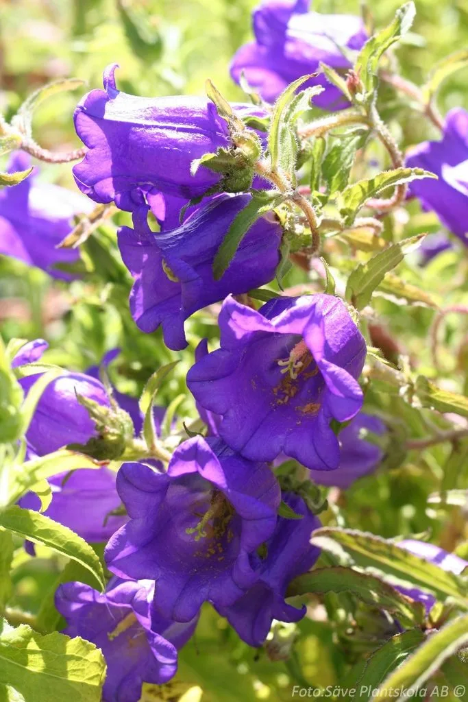 Campanula medium 'Champion Blue'