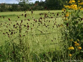 Sanguisorba officinalis 'Red Thunder'