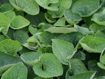 Brunnera macrophylla
