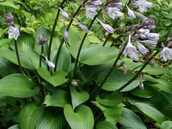 Hosta tardiana 'Devon Green'