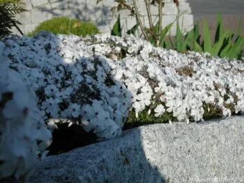 Phlox subulata 'Amazing Grace'