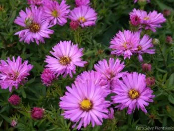 Aster dumosus 'Herbstgruss von Bresserhof'