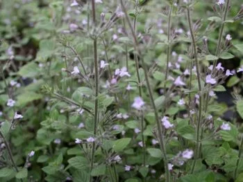Clinopodium nepeta 'Blue Cloud'