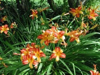 Hemerocallis 'Frans Hals'