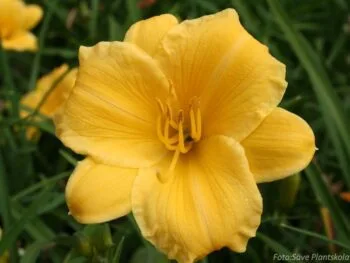 Hemerocallis 'Stella d'Oro'