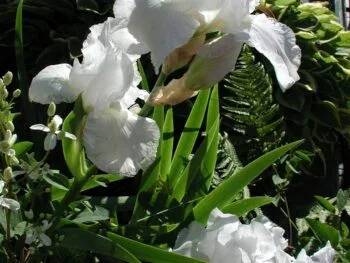 Iris germanica 'Immortality'