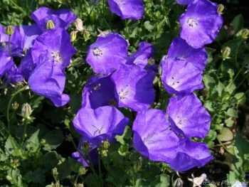 Campanula carpatica 'Blaue Clips'