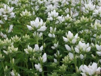 Campanula glomerata 'Alba'
