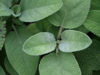 Salvia officinalis