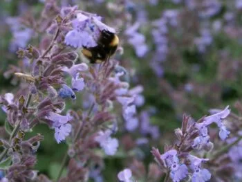 Nepeta x faassenii 'Kit Cat'